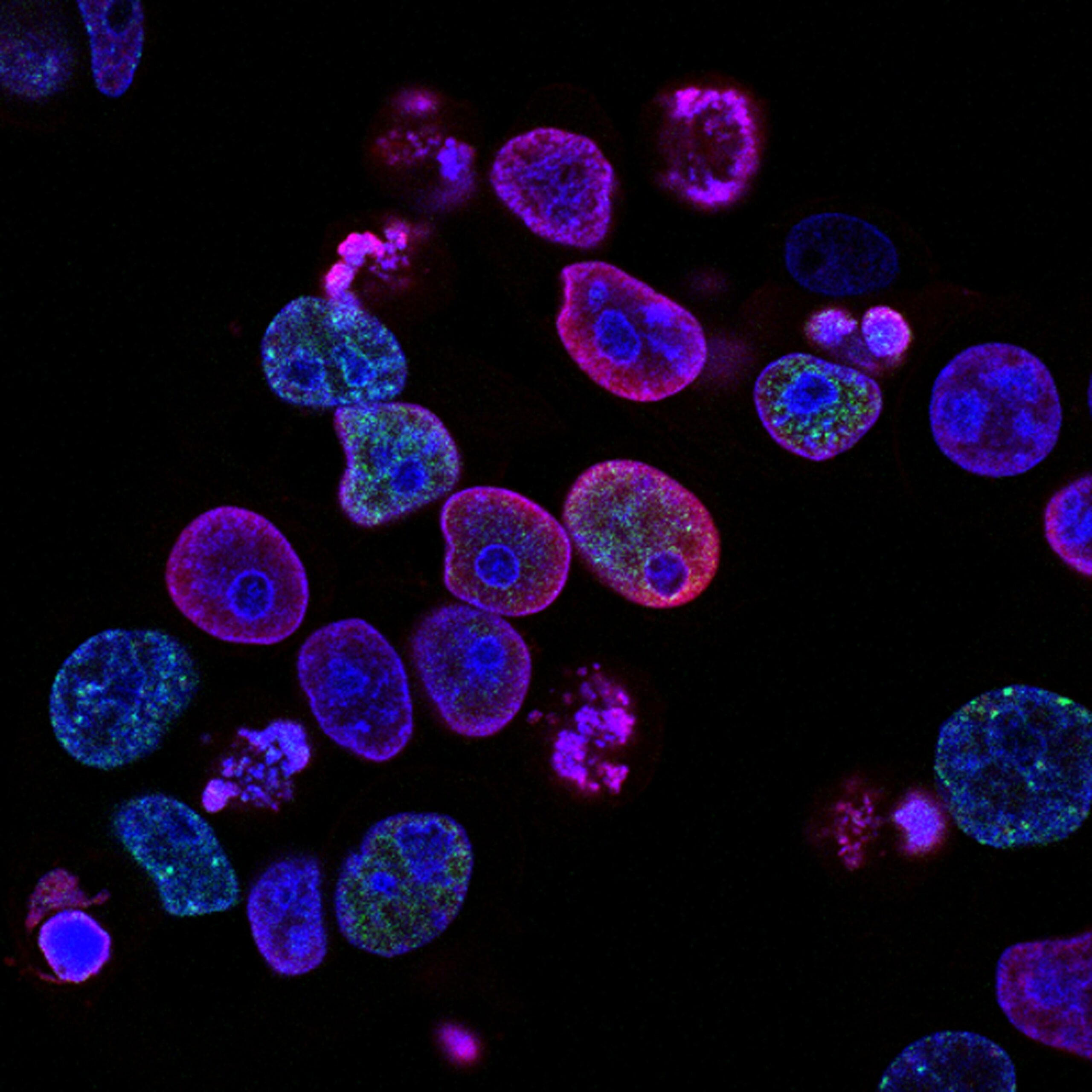 Cell Art by National Cancer Institute Art - Image L7en7Lb-Ovc from Unsplash